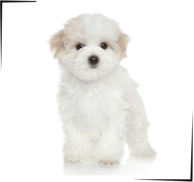Bichón Maltés
