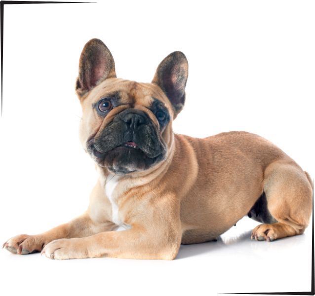 Bulldog Francés