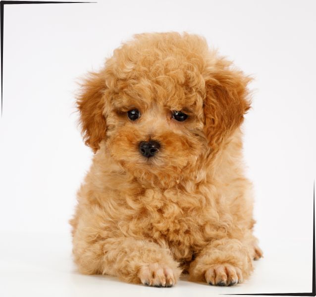 Caniche Toy