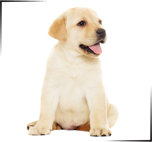 Labrador Retriever