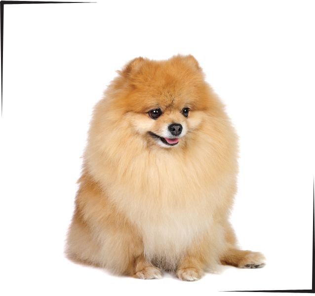 Pomerania