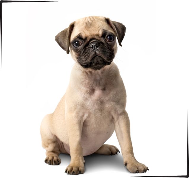 Pug Carlino