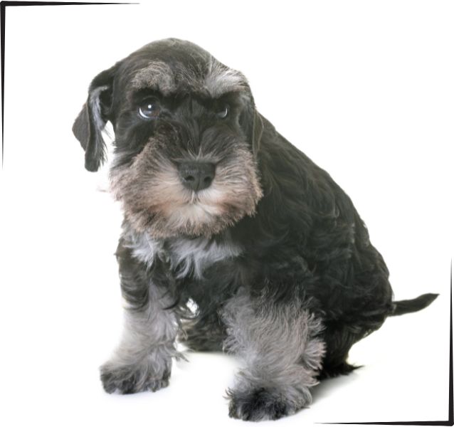 Schnauzer mini