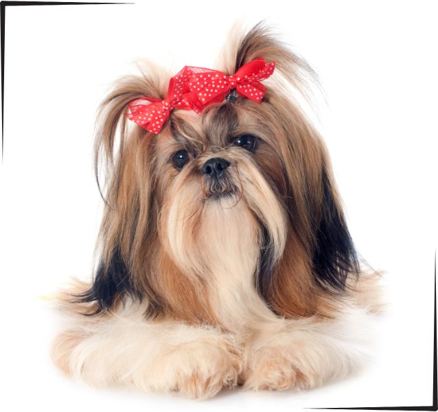 Shih Tzu