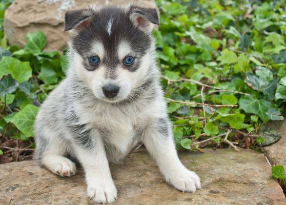 cachorro pomsky