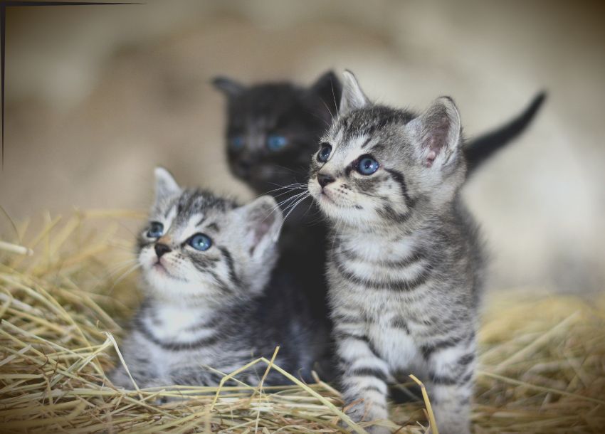 gatitos