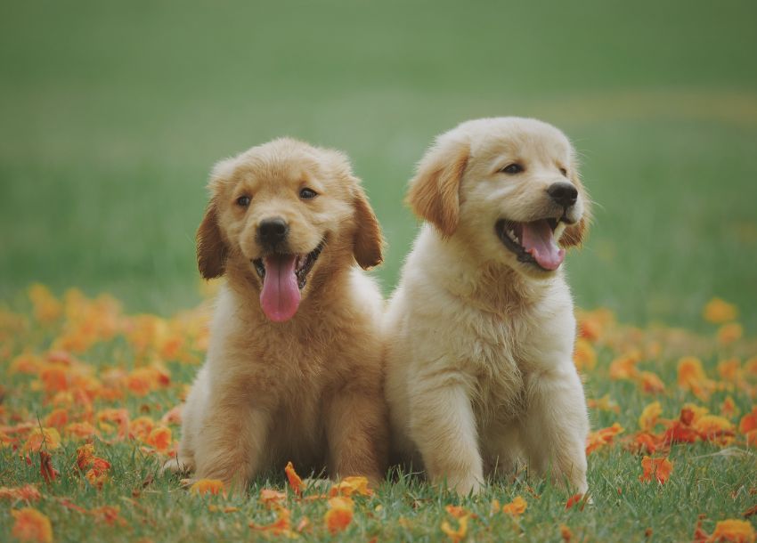 perros