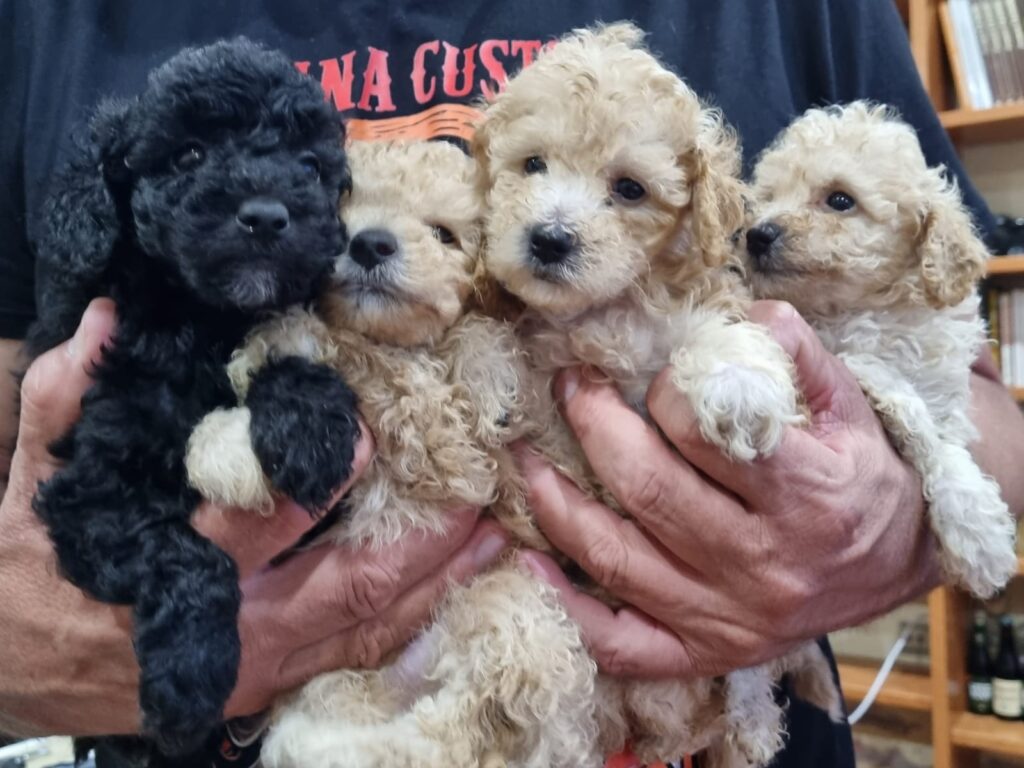 cachorros caniche toy