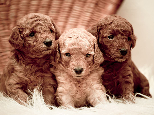 cachorros caniche toy en venta