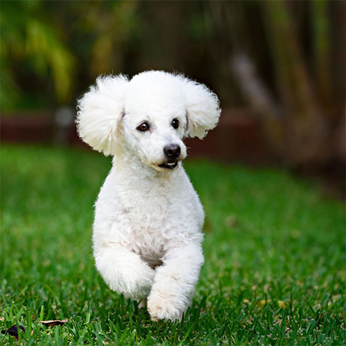 caniche blanco criadero