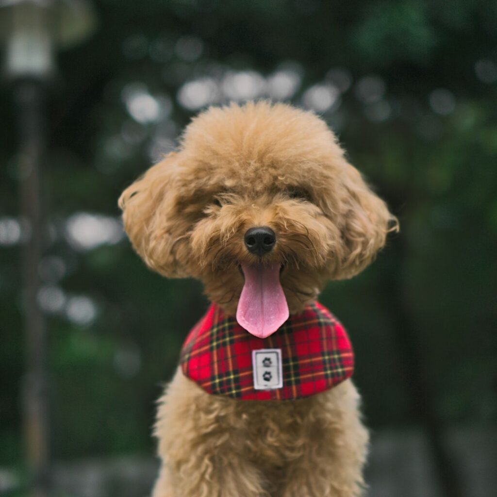 caniche toy comprar cachorro