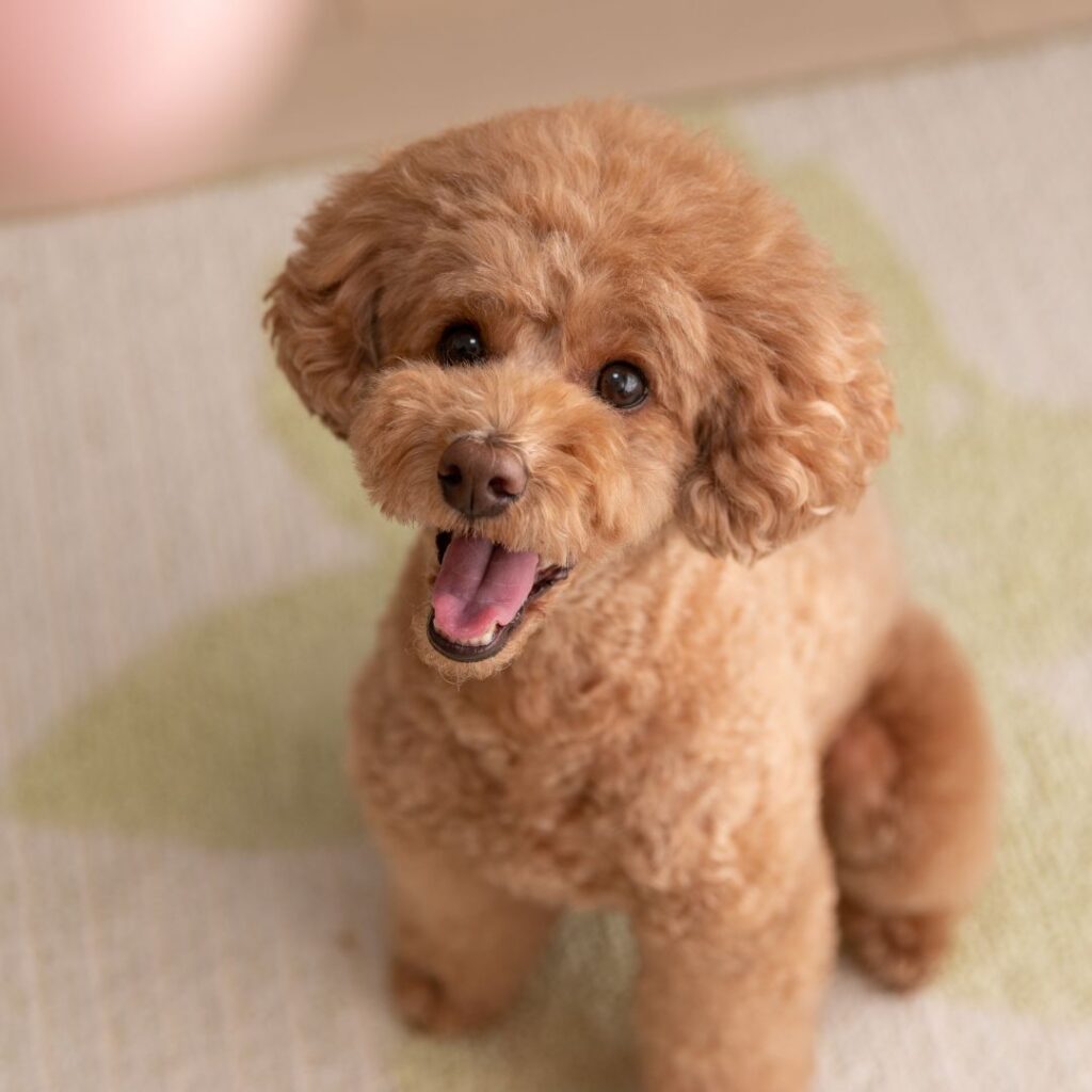 caniche toy precio