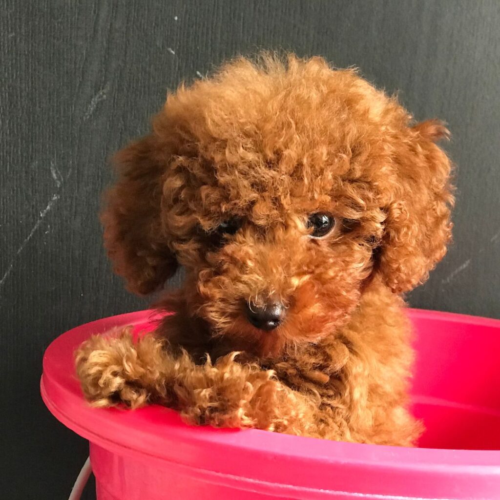 comprar un caniche toy criadero