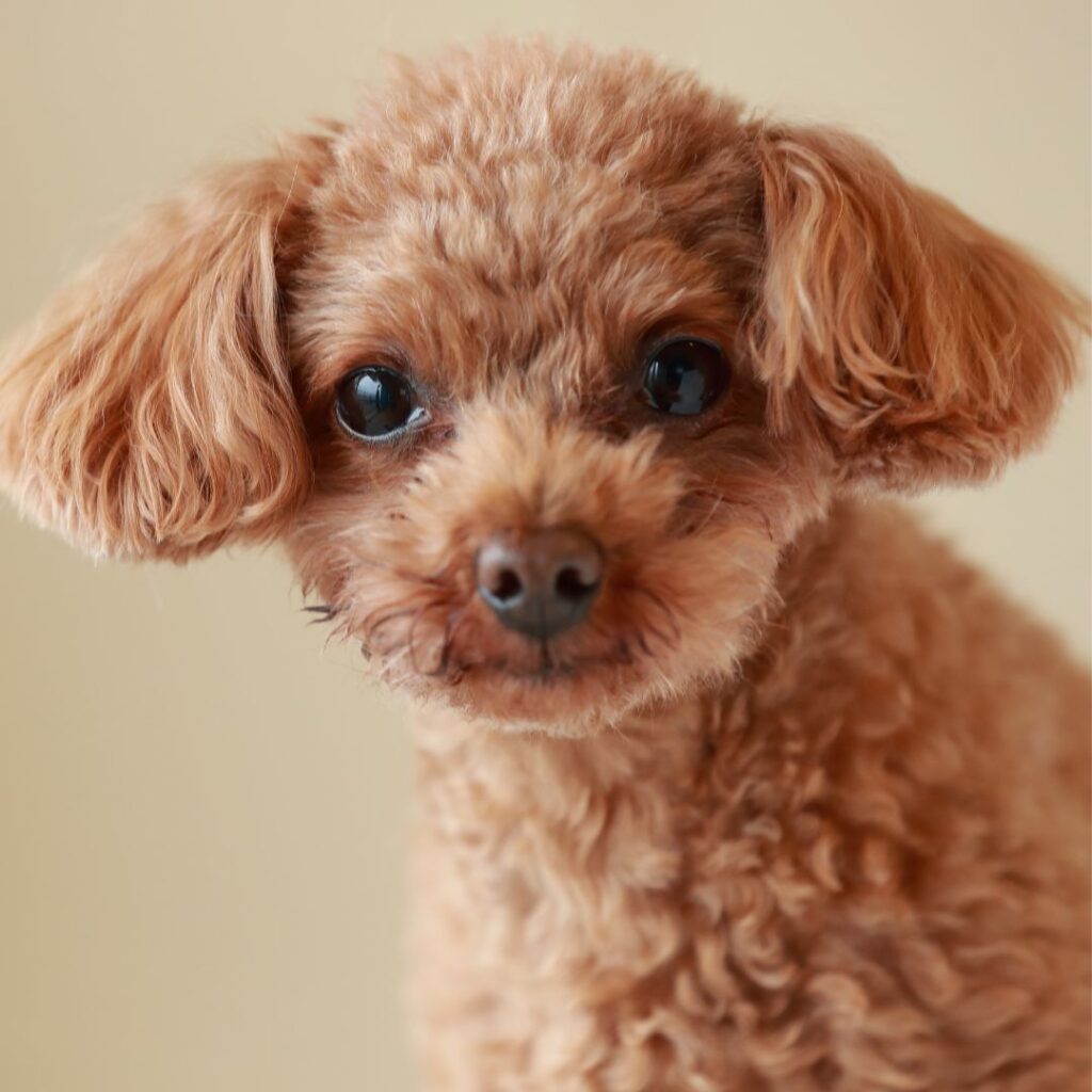 comprar un poodle toy criadero