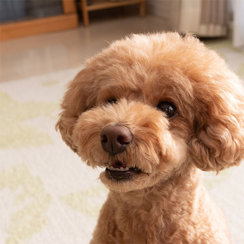 criadores de caniche toy
