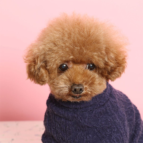 venta caniche toy